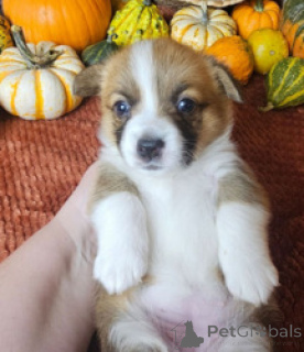 Foto №2 zu Ankündigung № 169263 zu verkaufen welsh corgi - einkaufen Bangladesch züchter