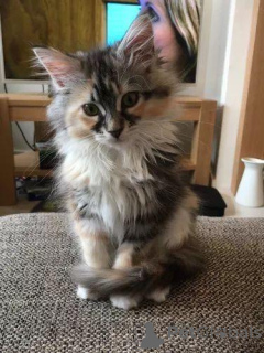 Foto №2 zu Ankündigung № 139147 zu verkaufen maine-coon-katze - einkaufen Australien aus dem tierheim