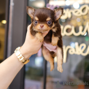 Foto №3. Entzückende Chihuahua -Welpen zur Adoption. USA