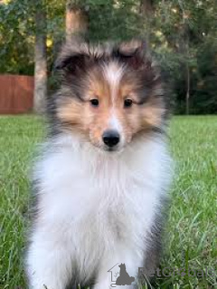 Foto №2 zu Ankündigung № 164683 zu verkaufen shetland sheepdog - einkaufen Finnland quotient 	ankündigung, züchter