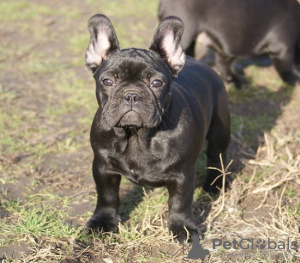 Foto №2 zu Ankündigung № 91272 zu verkaufen französische bulldogge - einkaufen Serbien züchter