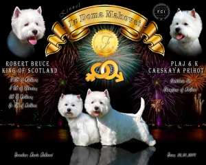 Foto №4. Ich werde verkaufen west highland white terrier in der Stadt Tiraspol. vom kindergarten - preis - 500€