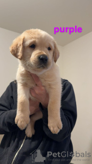 Zusätzliche Fotos: Wunderschöne Golden Labrador-Welpen (vollständig geimpft)