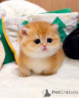 Foto №4. Ich werde verkaufen britisch kurzhaar in der Stadt Berlin. züchter - preis - verhandelt