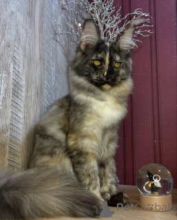 Foto №4. Ich werde verkaufen maine-coon-katze in der Stadt Aston.  - preis - verhandelt