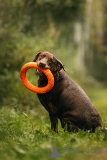 Foto №2 zu Ankündigung № 156854 zu verkaufen labrador retriever - einkaufen Russische Föderation quotient 	ankündigung