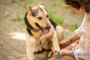 Foto №3. Barry sucht seinen Mann!. Russische Föderation