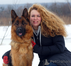 Foto №4. Ich werde verkaufen deutscher schäferhund in der Stadt Kharkov. züchter - preis - 500€
