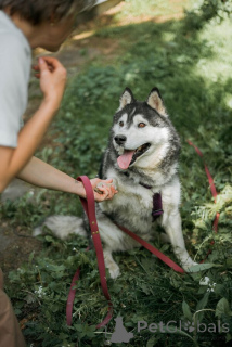 Foto №4. Ich werde verkaufen siberian husky in der Stadt Moskwa.  - preis - Frei
