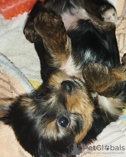 Foto №3. Alexandra. Usbekistan