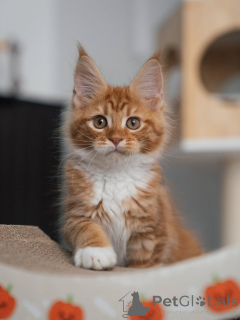 Foto №2 zu Ankündigung № 177833 zu verkaufen maine-coon-katze - einkaufen Niederlande züchter
