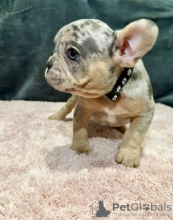 Foto №3. Щенки ф ф нцзз & к о Und бльдог. Deutschland