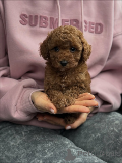 Foto №2 zu Ankündigung № 159567 zu verkaufen maltipu - einkaufen Niederlande quotient 	ankündigung