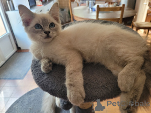 Foto №1. ragdoll-katze - zum Verkauf in der Stadt Antwerpen | Frei | Ankündigung № 174018