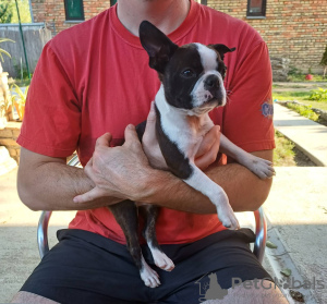 Foto №4. Ich werde verkaufen boston terrier in der Stadt Belgrad. quotient 	ankündigung - preis - verhandelt