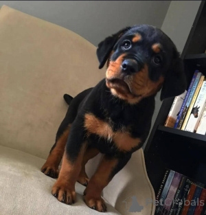 Foto №1. rottweiler - zum Verkauf in der Stadt Virginia | 727€ | Ankündigung № 165217