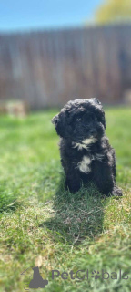 Foto №1. maltipu - zum Verkauf in der Stadt Berlin | 900€ | Ankündigung № 149839