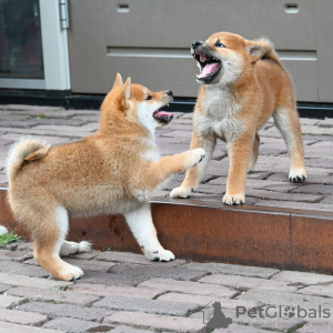 Foto №1. shiba - zum Verkauf in der Stadt Helsinki | verhandelt | Ankündigung № 118952