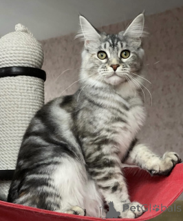 Foto №1. maine-coon-katze - zum Verkauf in der Stadt Baden-Baden | 790€ | Ankündigung № 163184