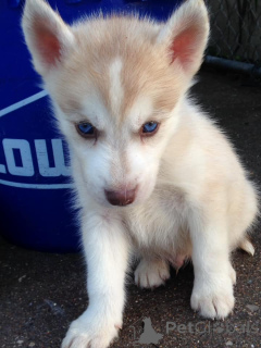 Foto №1. siberian husky - zum Verkauf in der Stadt Chambéry | 730€ | Ankündigung № 172201