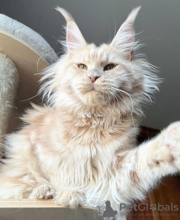 Foto №4. Ich werde verkaufen maine-coon-katze in der Stadt Berlin. züchter - preis - 300€