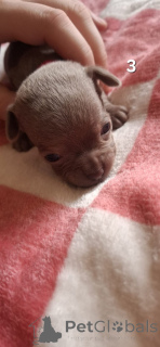 Foto №3. Lilac Chihuahua zum Verkauf. Deutschland