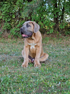 Foto №2 zu Ankündigung № 106782 zu verkaufen cane corso italiano - einkaufen Polen züchter