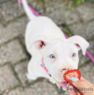 Foto №1. american pit bull terrier - zum Verkauf in der Stadt New York | 473€ | Ankündigung № 103366