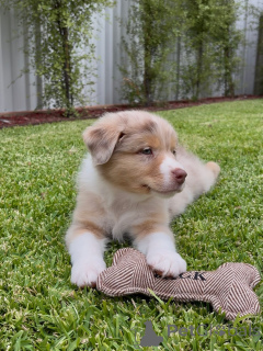 Foto №2 zu Ankündigung № 163889 zu verkaufen australian shepherd - einkaufen Frankreich quotient 	ankündigung, züchter