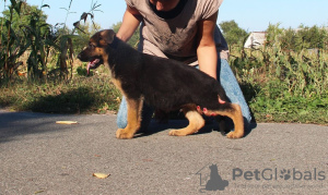 Foto №1. deutscher schäferhund - zum Verkauf in der Stadt Kiew | 301€ | Ankündigung № 7896