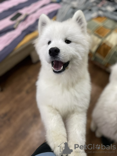 Foto №2 zu Ankündigung № 129885 zu verkaufen samojede (hunderasse) - einkaufen Ukraine züchter