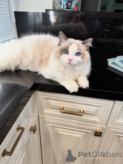 Foto №1. ragdoll-katze - zum Verkauf in der Stadt Bauernhof | verhandelt | Ankündigung № 155568