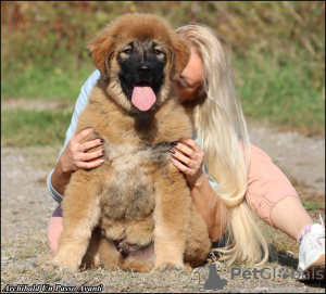 Foto №2 zu Ankündigung № 123602 zu verkaufen kaukasischer owtscharka - einkaufen Serbien züchter