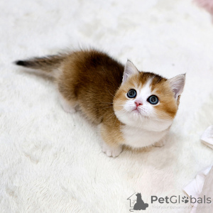 Foto №2 zu Ankündigung № 158643 zu verkaufen munchkin - einkaufen Frankreich quotient 	ankündigung