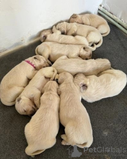 Foto №1. golden retriever - zum Verkauf in der Stadt Helsinki | 331€ | Ankündigung № 127512