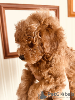 Foto №3. Zwergpudel. Ukraine