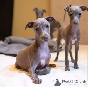 Foto №4. Ich werde verkaufen greyhound in der Stadt Alytus. quotient 	ankündigung - preis - verhandelt