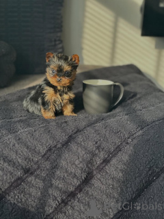 Foto №4. Ich werde verkaufen yorkshire terrier in der Stadt München. züchter - preis - verhandelt
