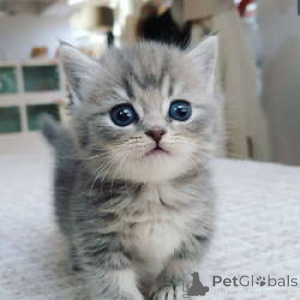 Foto №1.  - zum Verkauf in der Stadt Frauenfeld | verhandelt | Ankündigung № 137306