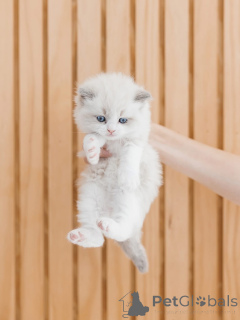 Foto №2 zu Ankündigung № 156474 zu verkaufen ragdoll-katze - einkaufen Finnland züchter