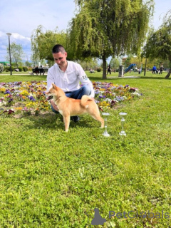 Foto №3. shiba inu for sale. Serbien