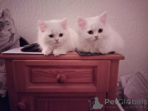 Foto №3. White Scottish kittens. Schweiz