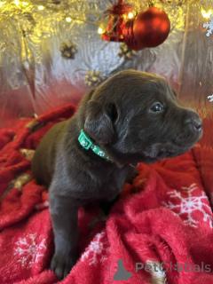 Foto №1. labradoodle - zum Verkauf in der Stadt Beloeil | 600€ | Ankündigung № 157687