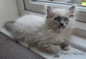 Foto №4. Ich werde verkaufen ragdoll-katze in der Stadt Bönningstedt. quotient 	ankündigung - preis - 580€