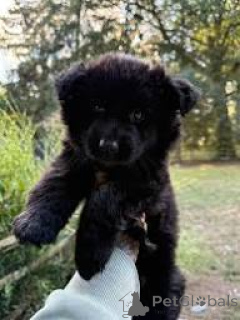 Foto №3. Cuccioli von Pastore Tedesco im Verkauf. Italien