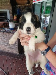 Foto №1. bernhardiner - zum Verkauf in der Stadt Ansbach | verhandelt | Ankündigung № 166144