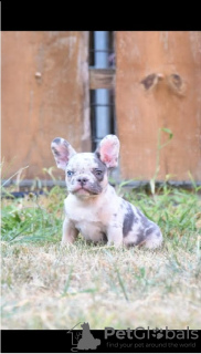 Zusätzliche Fotos: Französische Bulldoggen in exotischen