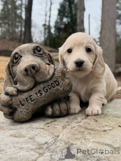 Foto №2 zu Ankündigung № 163975 zu verkaufen dackel - einkaufen Polen züchter