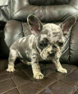 Foto №1. französische bulldogge - zum Verkauf in der Stadt Манчестер | 360€ | Ankündigung № 125620