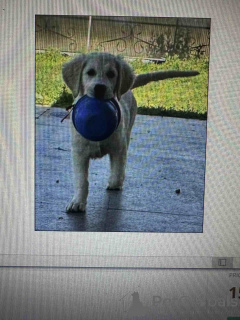 Foto №3. Golden Sanitacteamday. Serbien